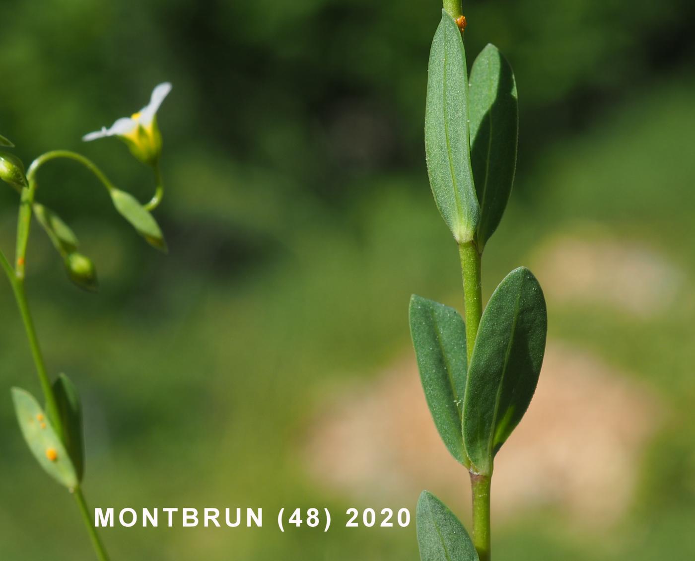 Flax, Purgative leaf